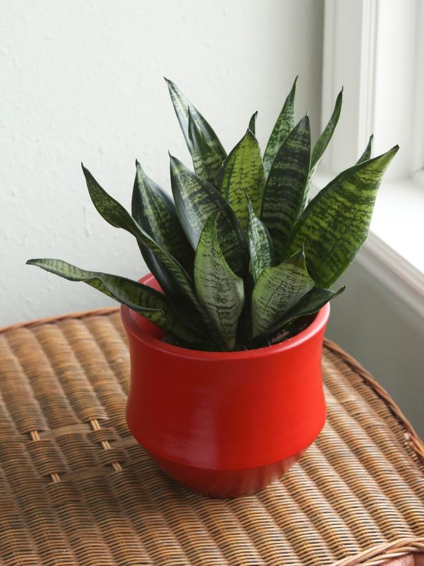 Top 10 Plants for Cleaning Indoor Air HGTV